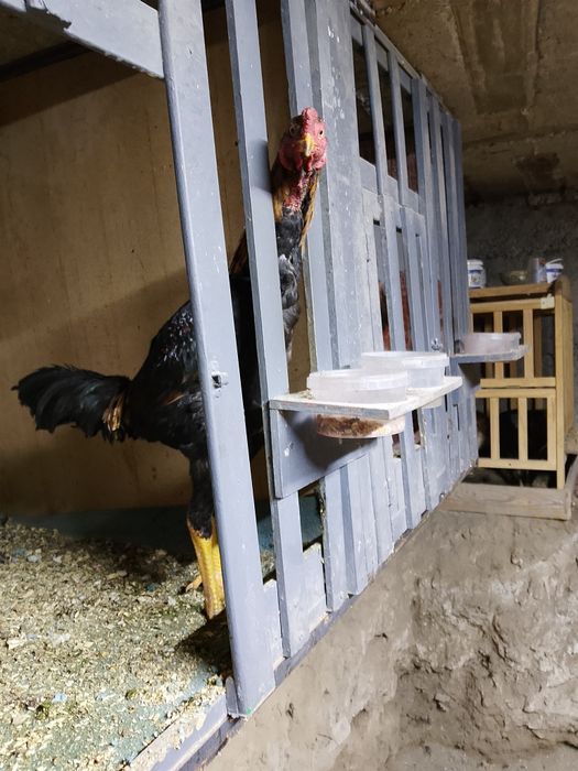 Продам бойцового петуха