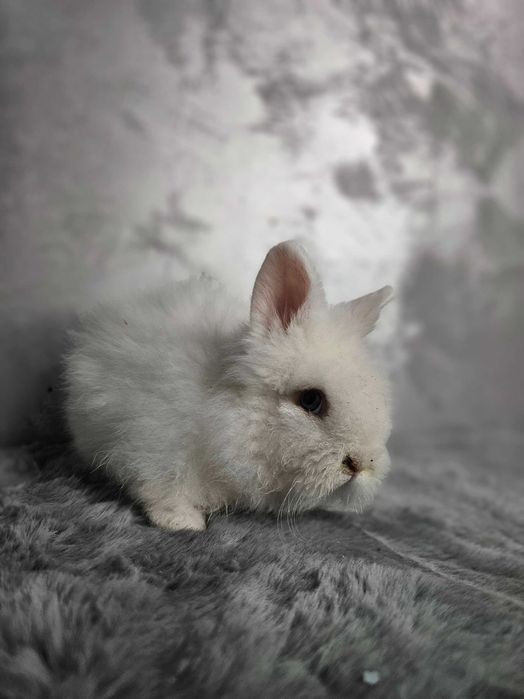 lepurasi din rasa Cap de Leu