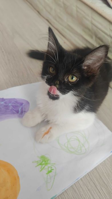 Отдам в добрые руки котенка