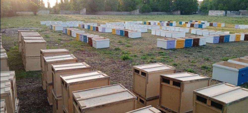 Пчелы балара  бар Сарыағашта
