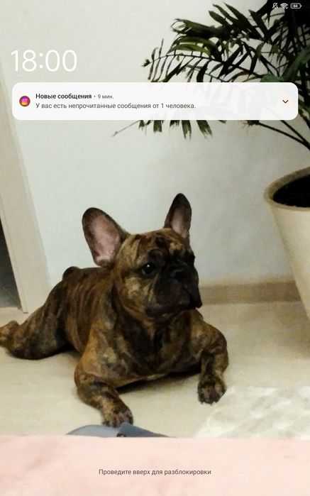 Вязка французский бульдог