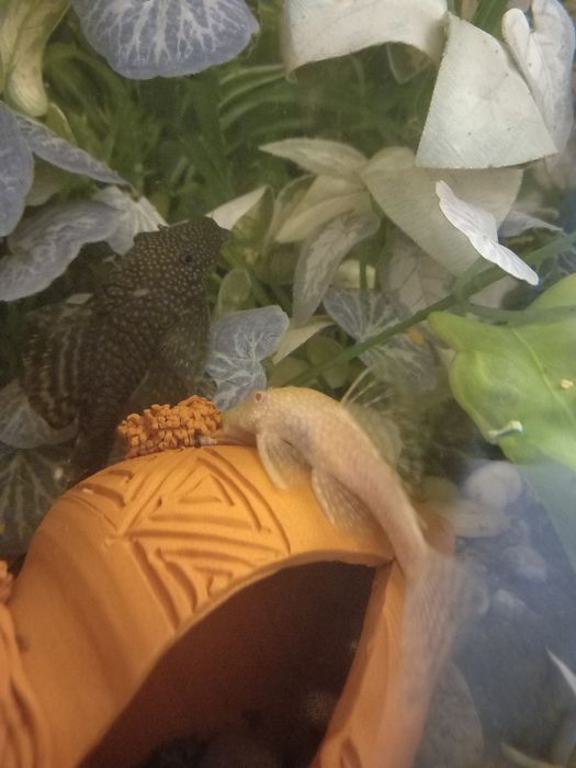 Анциструсы взрослые, сомики, рыбки