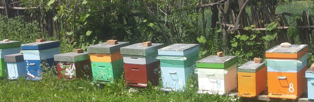 Stupi / albine vanzare