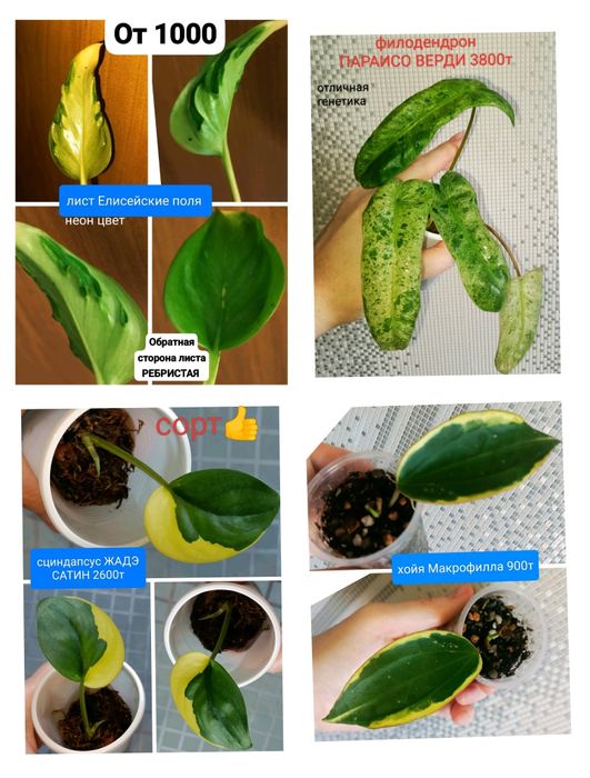 Сциндпсус ЕЛИСЕЙСКИЕ ПОЛЯ 15000т