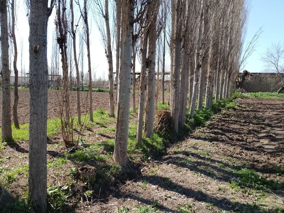 Терак сотилади. Бука тумани