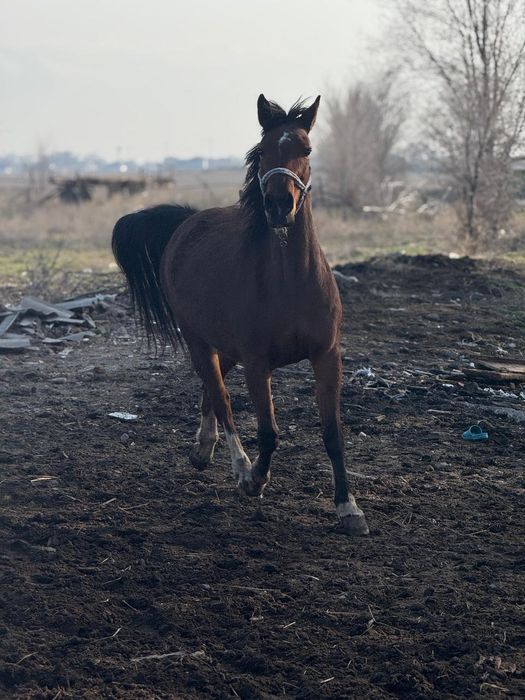 Бие байтал кобыла