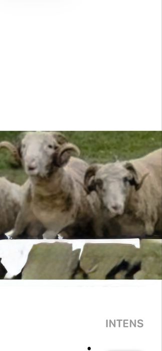 Vad 2 berbeci beli unu de 2 ani su unu de 1 an