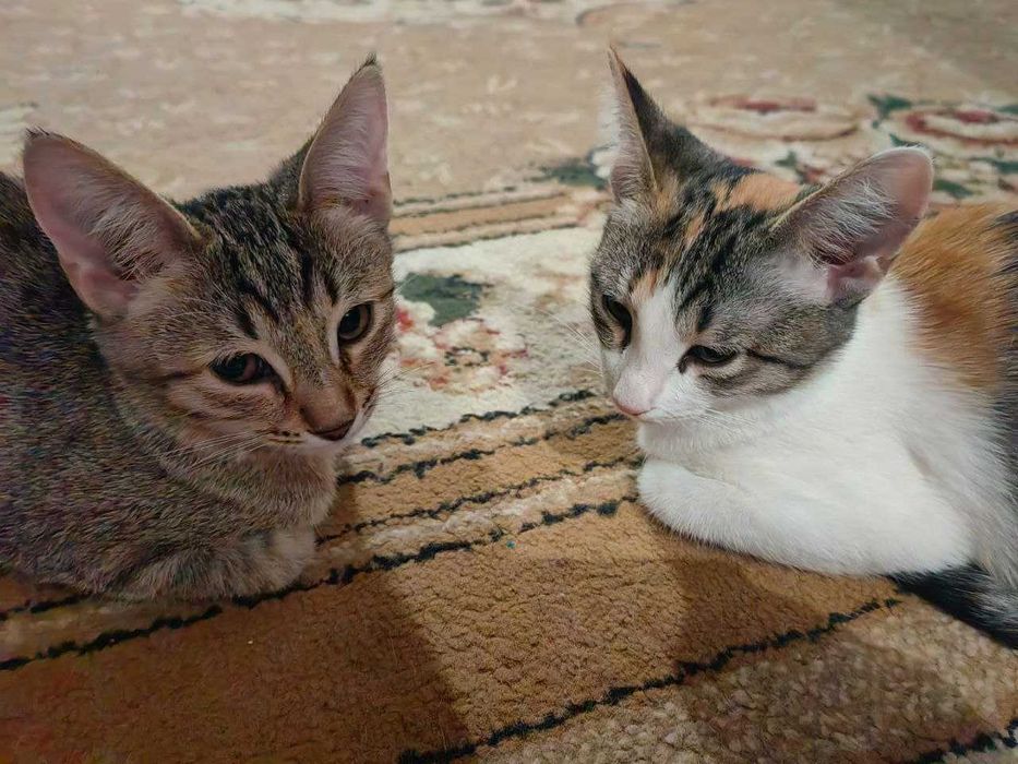 Кошки девочки 2шт