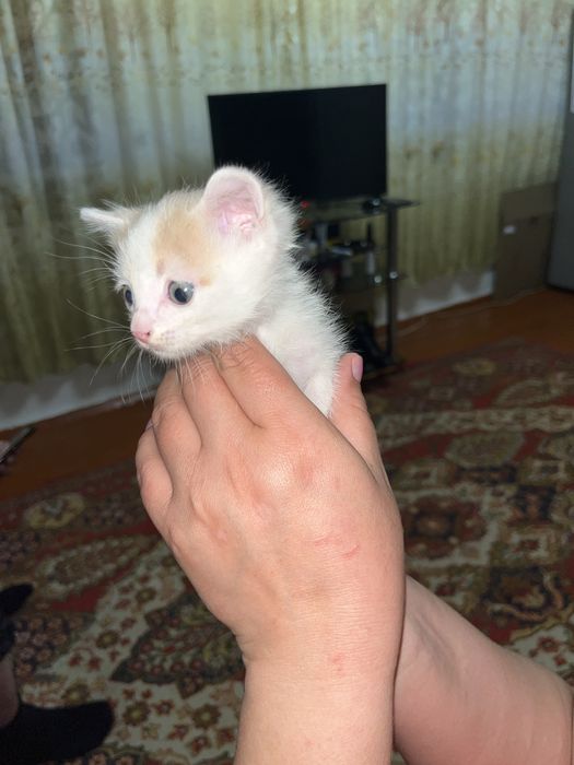 отдам котят даром