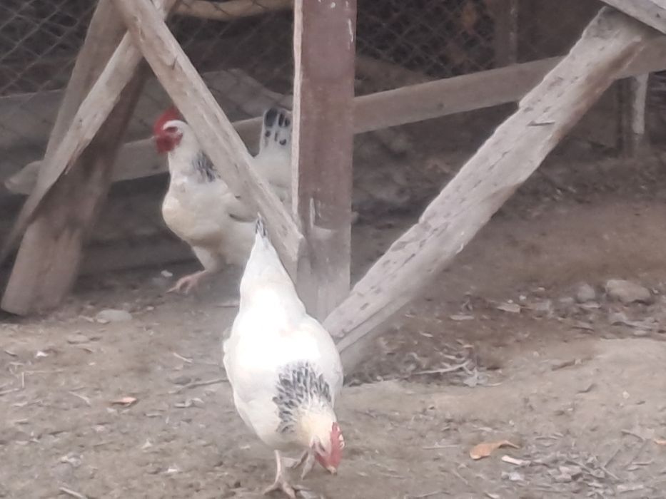 Адлер тауықтары сатылады