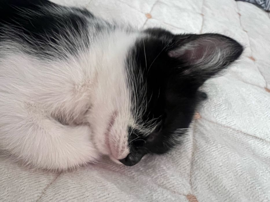 Самые преданные питомцы — это часто самые необычные