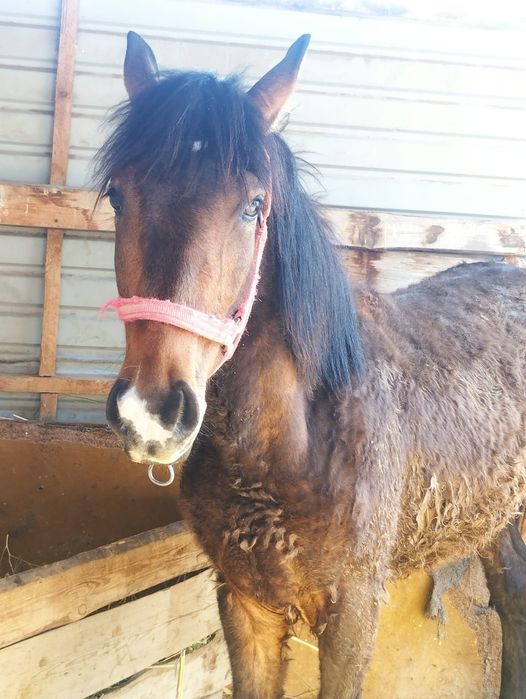 Жабағы тай сатам