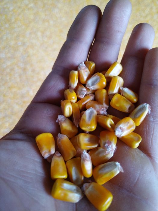 Graunțe de vânzare