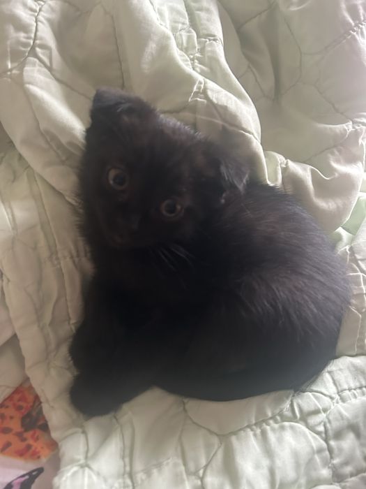 Котята вислоухие