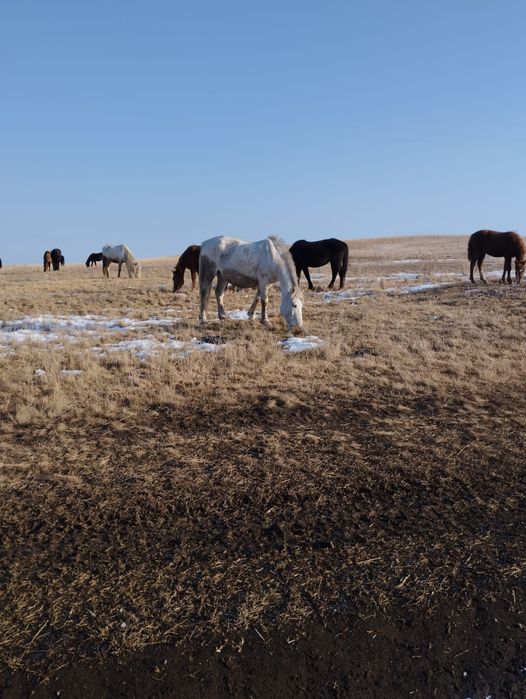 Кобыла 11 лет...