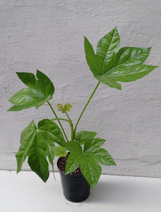 Фатсия японская (Fatsia japonica). Экзотические цветы для дома и офиса