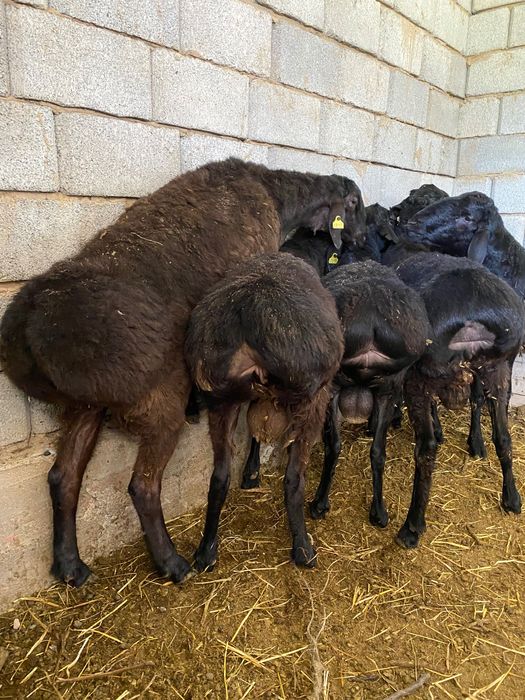 1 жасар кошкарлар