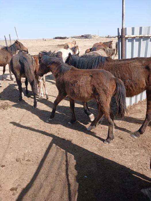 Ту бие сатылады…………..