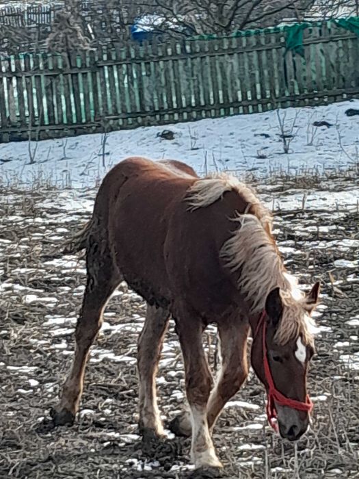 Vand mânză de 8 luni