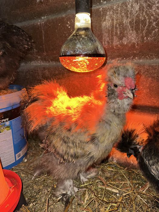 Cocosi matase japoneză