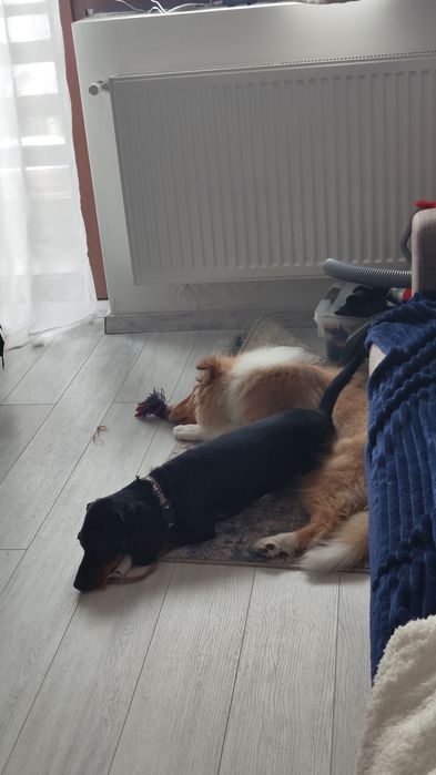 Pet sitter Cluj - cazare la casa