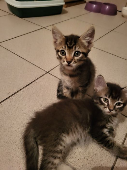 Котята в добрые руки отдам