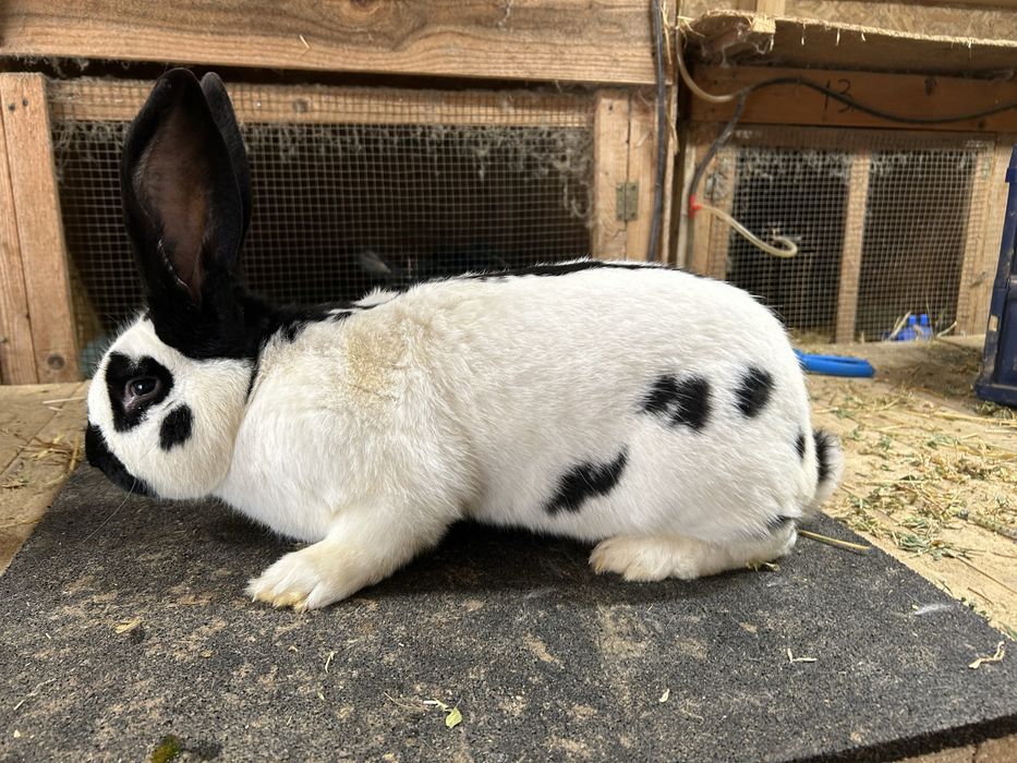 Mascul Fluture german