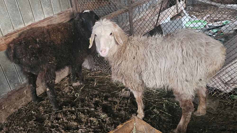 Семиз 2 токты сатылады