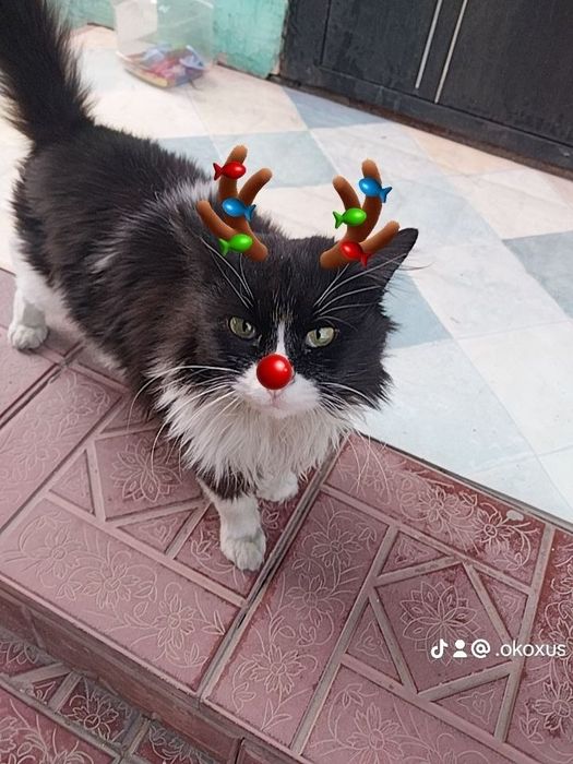 ПРОПАЛИ КОТЫ! Очень прошу найти их