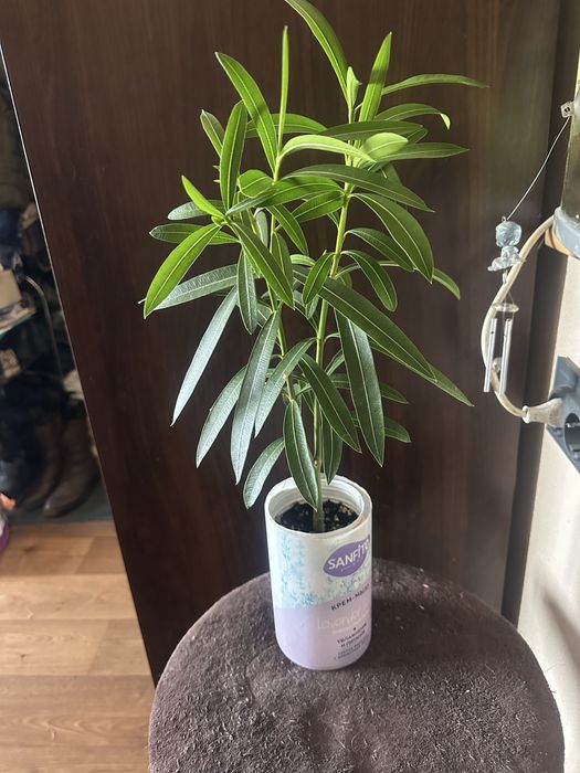 Продам комнатеые цветы  цены разные.