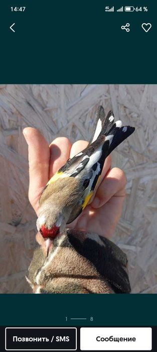 Продам птицу певчую