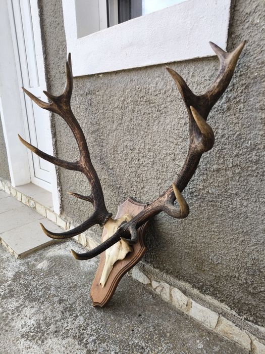 Трофей, рога от елен