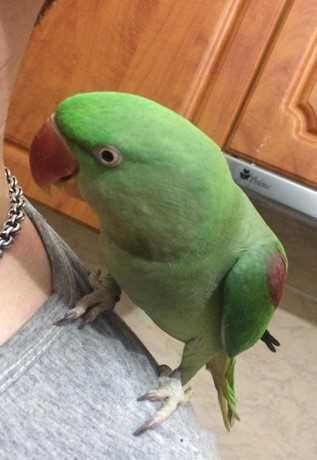 Александрийский попугай