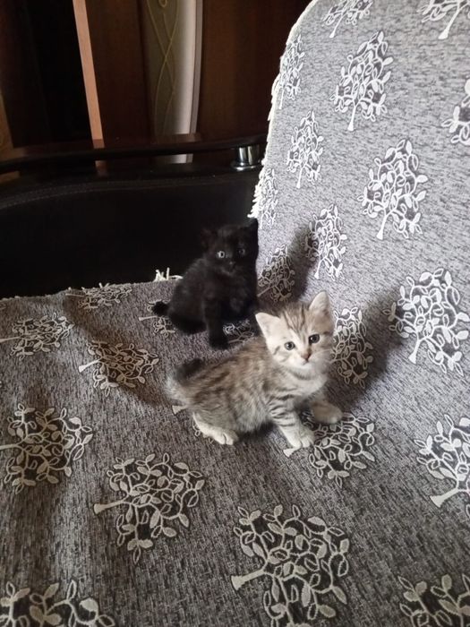 Отдам котят в добрые руки