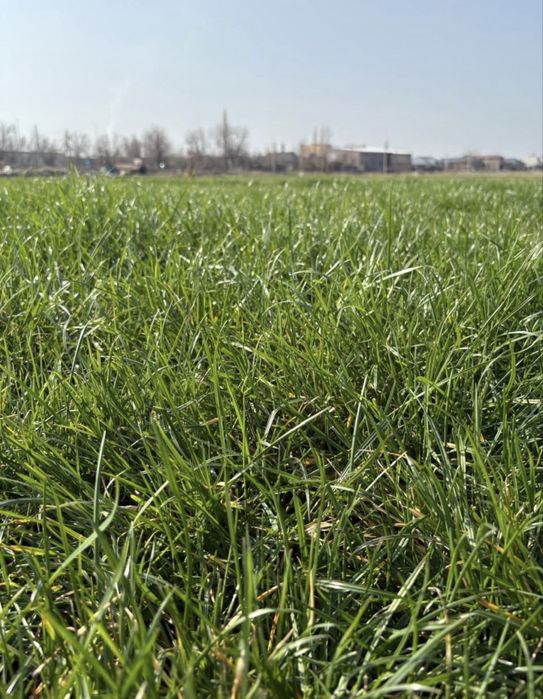 Рулонный газон жане газон егемыз