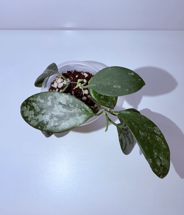 Хойя, комнатные растения, комнатные цветы