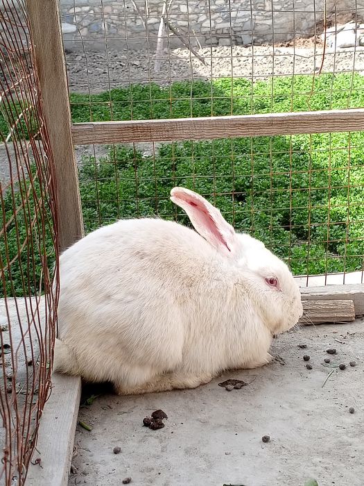 Nar quyonlar holati yaxshi