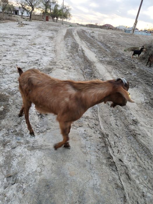 Текелер сатылады 1 жастан асқан