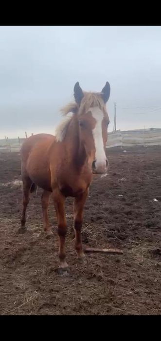 Откорм. Согым. Сатамын