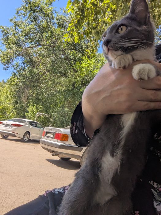 Котик ищет дом ,