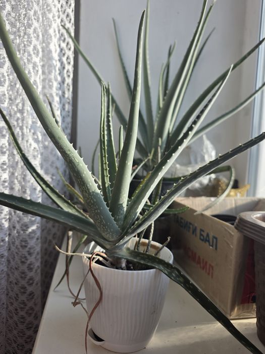 Продам алоэ вера