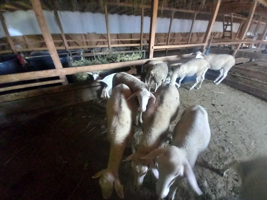 Miei lacaune de vânzare
