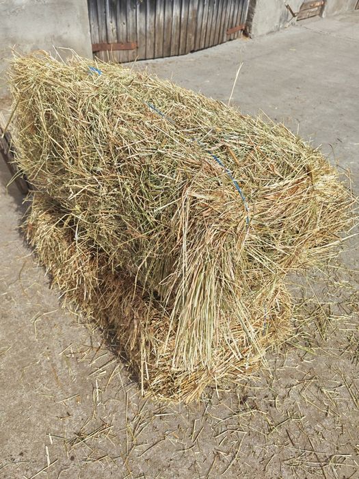 Baloți fân, lucernă