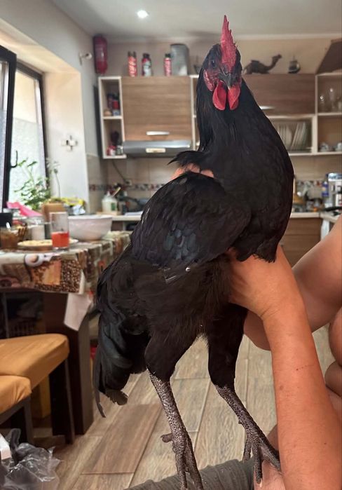 Cocos Australorp