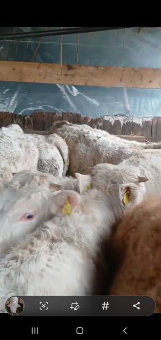 Vițeii charoles 27/kg