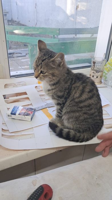 Кошечка девочка в добрые руки