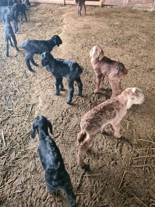 Қозылар  сатылады