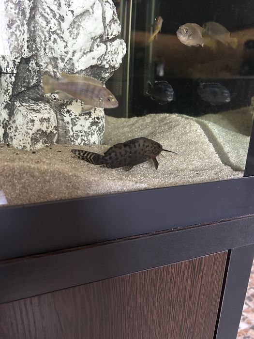 Сомы Синодонтисы