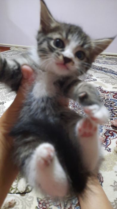 Бесплатно котята игривые
