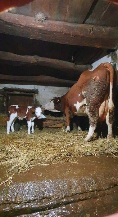 De vânzare 4 vaci bălțate românești